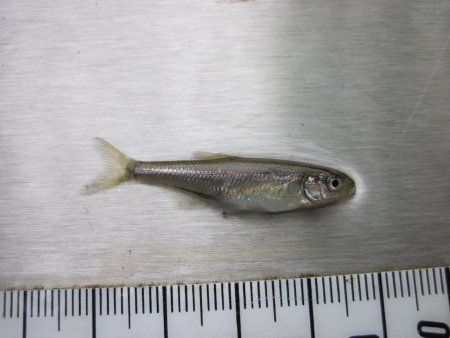 0+ Nachweis des Schneiders