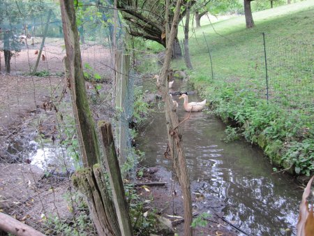 Gefährdungen für den Steinkrebs