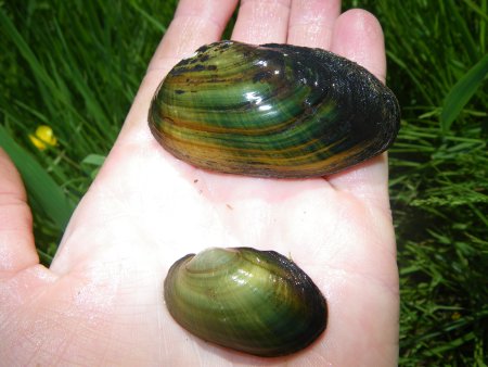 Bachmuscheln aus einem Nebenfluss der Lahn