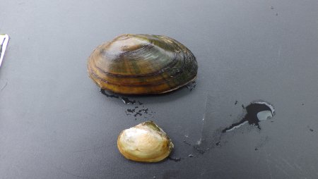 Bachmuschel oben, Teichmuschel unten