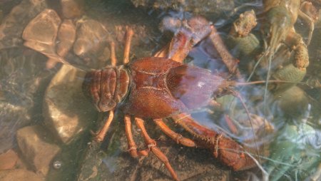 Edelkrebse in einem hessischen Fließgewässer - ein seltener Anblick