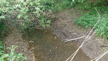 Das ist kein Lebensraum mehr für die Bachmuschel