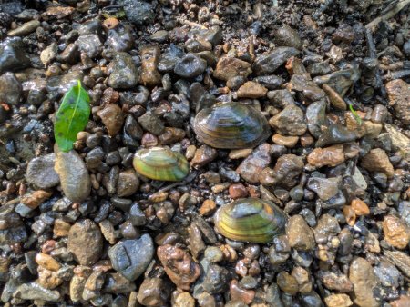 Drei Bachmuscheln aus dem Einzugsgebiet der Ohm - ist diese Art wirklich ein Klimaverlierer?