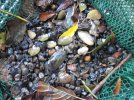 Mit Kescher ausgesiebte Muscheln