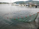 Brutfischnetzbefischung am Edersee